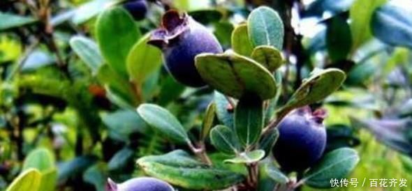 農村山坡上到處都是的野果,能助陽補陰、活血利肝、生津止渴