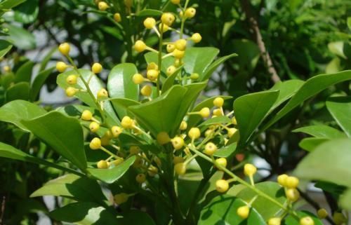 香味宜人的3种花，现在正是盛花期，开花清新又漂亮！