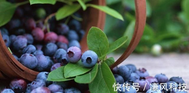 筷子|空腹吃这几种水果,越吃越苗条瘦出A4腰,筷子腿不成问题