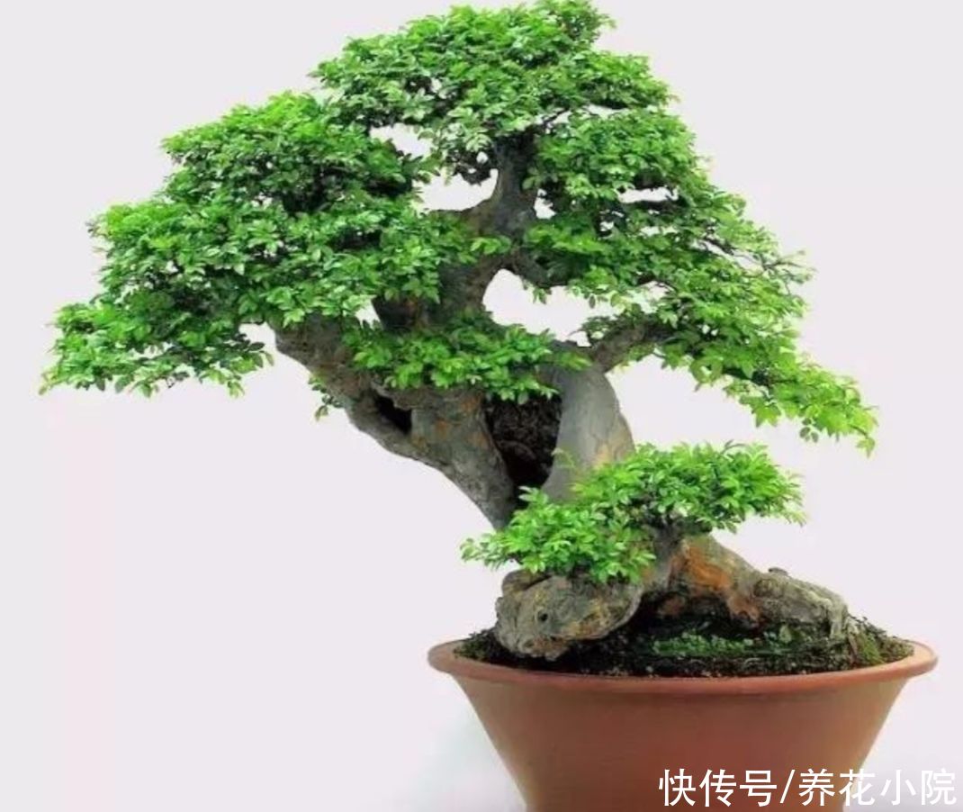 栽植|野外2种“疙瘩树”，苍劲古朴，枝叶清秀，适合做盆景