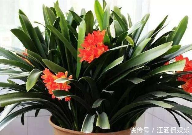君子兰不开花,却不知道问题在哪老花匠这些地方有讲究