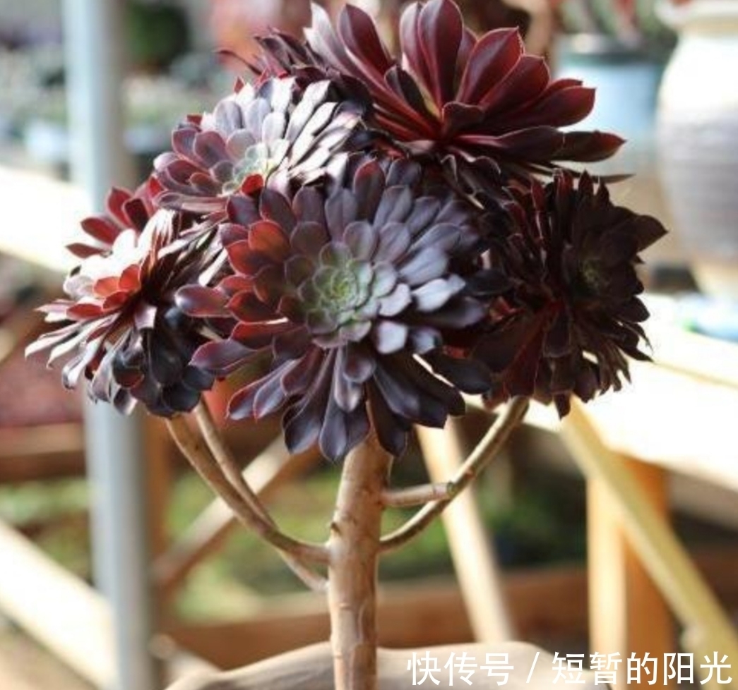 6种普通多肉,好养又漂亮,很容易养成老桩盆景