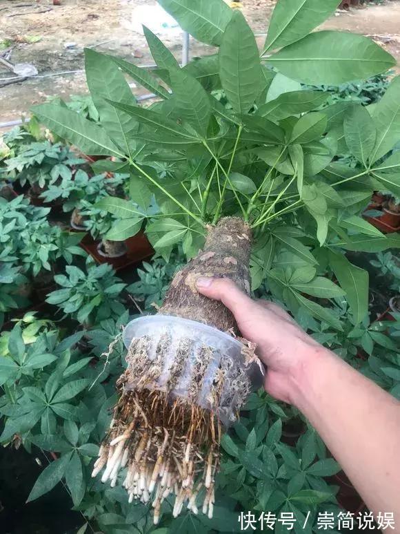 发财树黄叶烂根,切1刀丢水里,反而长得欢,2周狂冒大白根!