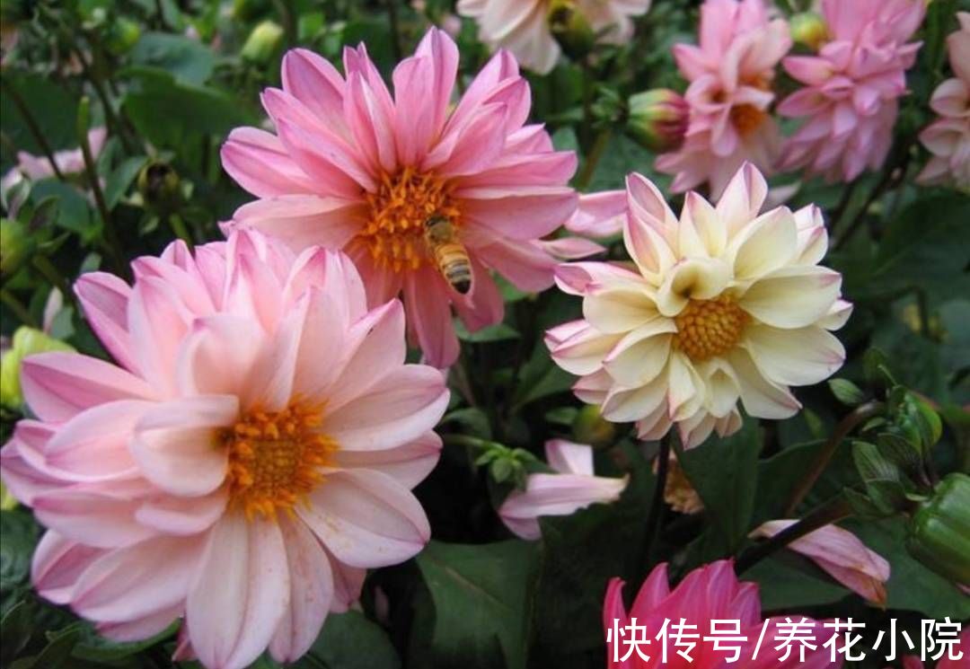 植株|院子里养1种花，开花硕大美艳，花期又长