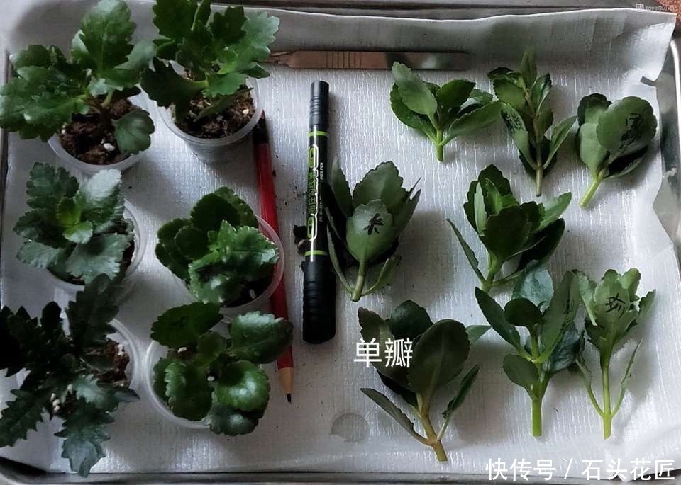 扦插长寿花，记住“选对”3种东西，生根快、长得旺