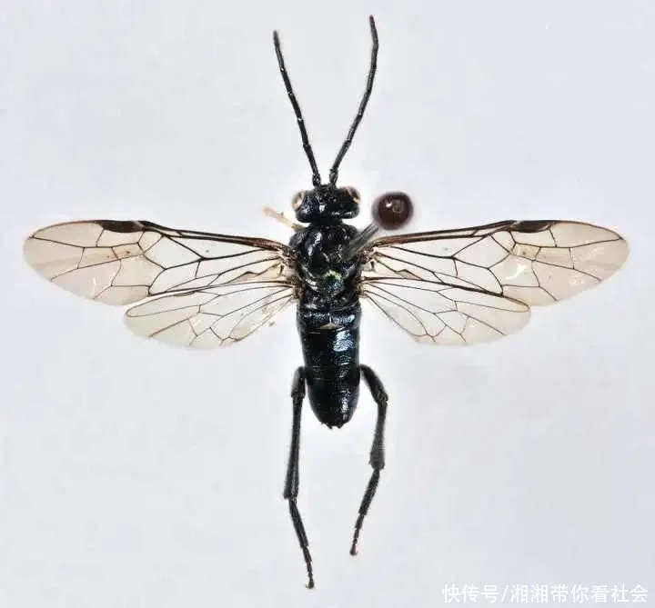 浙江发现全球新物种:凤阳巨基叶蜂