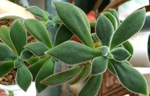 我的锦晃星该如何养呢？叶子小，秃了，谢谢？