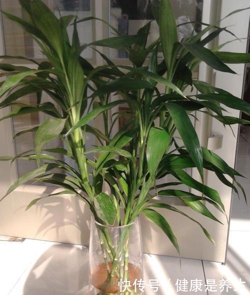 有“2种花”适合摆家中，不仅观赏性好，还是空气的“指示标”呢！