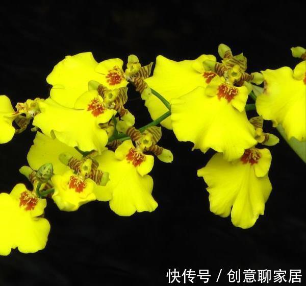 桂花|6种“黄金花”,秋天最好养,客厅摆一排,财气满满花爆棚