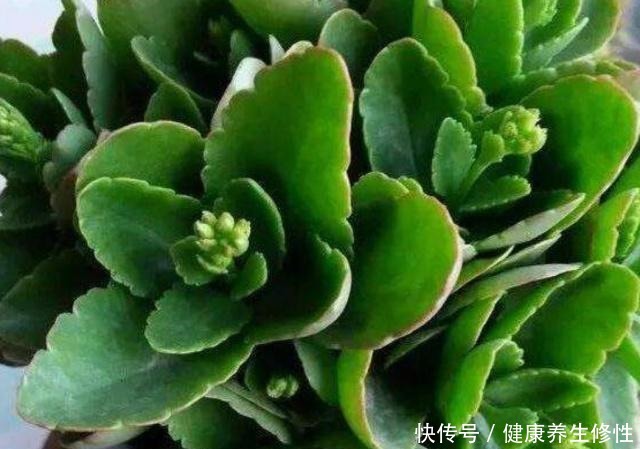 从春到秋，长寿花这样施肥，叶片肥厚，度夏容易，秋季复花满枝头！