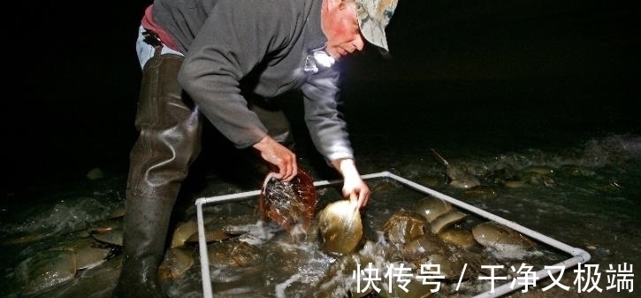 中华鲎|艾斯奥特曼中克拉勃王原型,拯救了数千万人性命,现已濒临灭绝