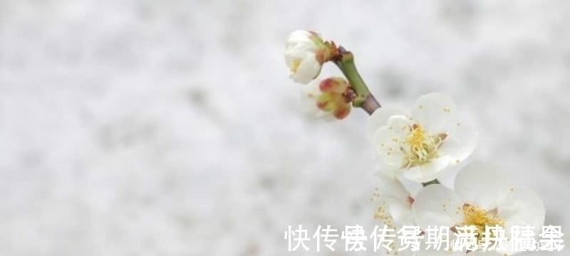 卜算子.咏梅$宋词里一首经典的咏梅词,雪似梅花,梅花似雪,借用梅花表达相思