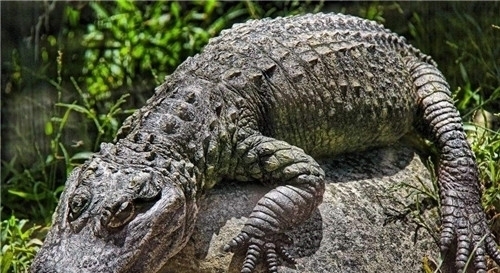 扬子鳄@为啥很多老一辈说自己见过龙?难道是这种动物?现成一级保护动物