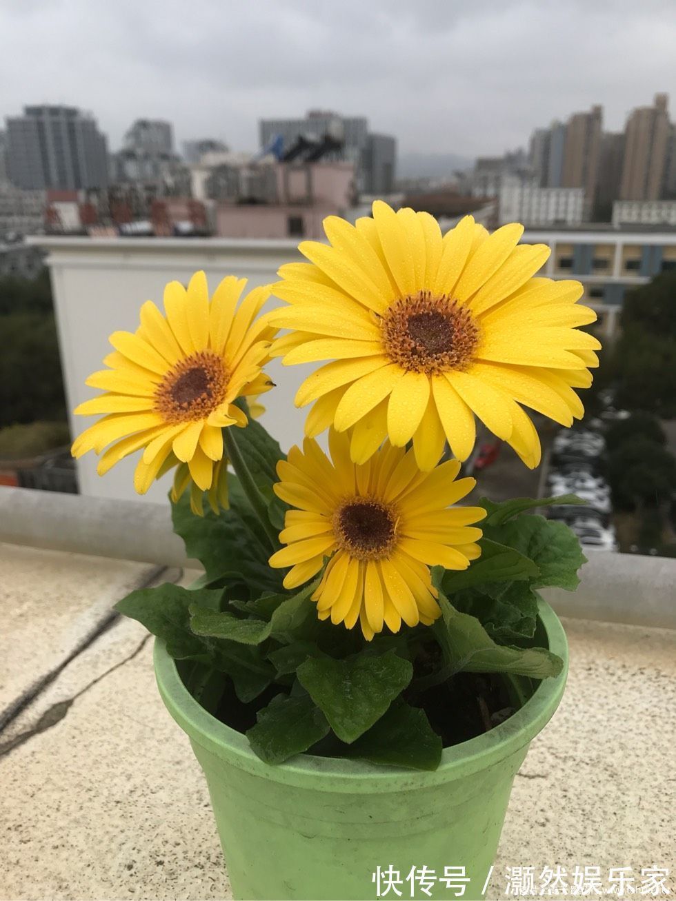 此花是世界四大切花之一，与月季花齐名，周年开花，还可盆栽观赏