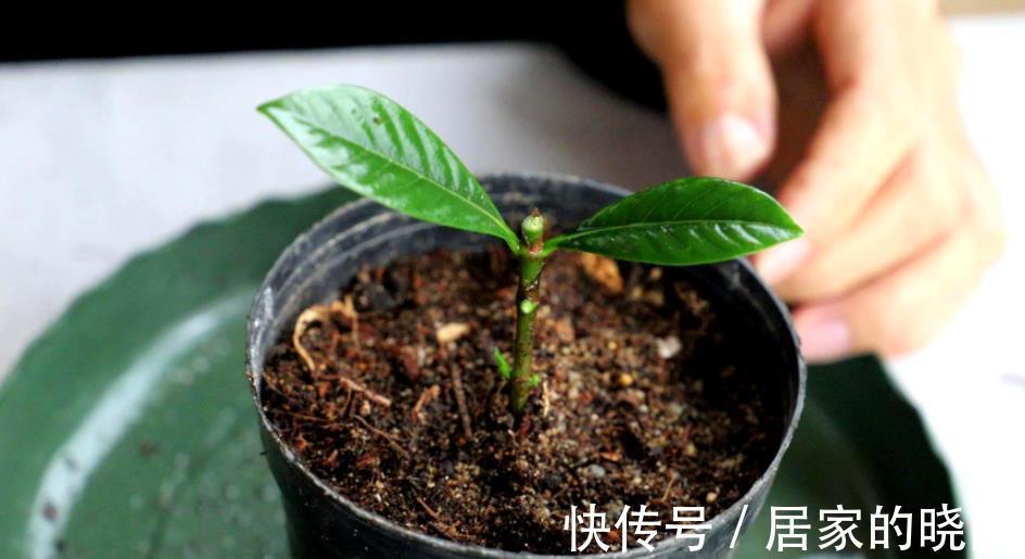 扦插|8月天气凉爽，5种花现在扦插正当时，生根快成活率高，适合新手