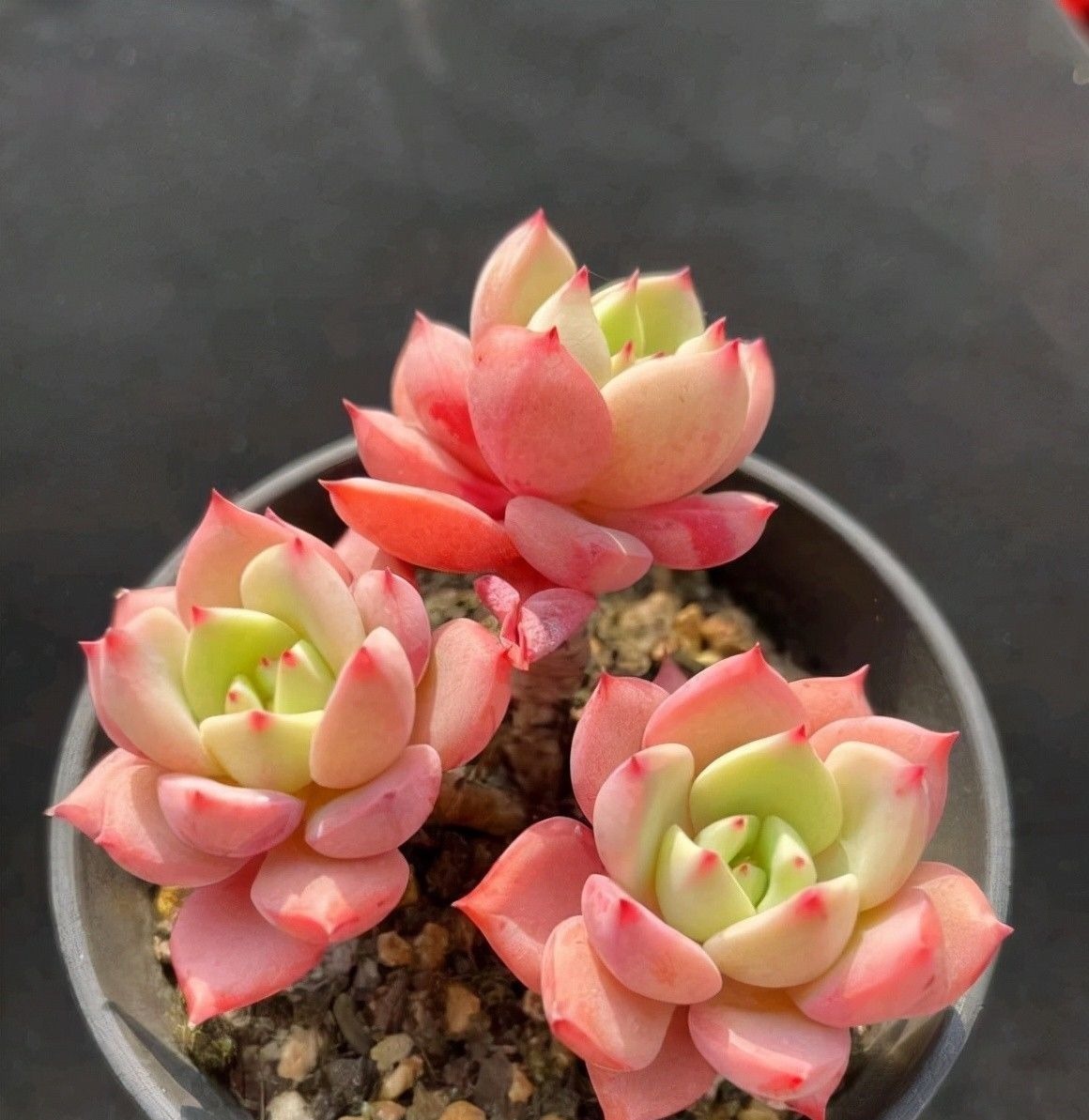 多肉|多肉好看不好养,想要养好它!“先要有环境,后要有技术”