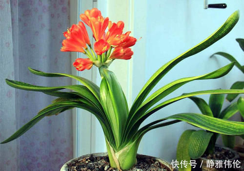 君子兰是个小馋猫,入秋后多用这3种零食,当花肥开花多