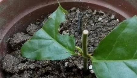 扦插茉莉生根慢?不妨用这“2种神水”,10天就生根,根系撑破盆