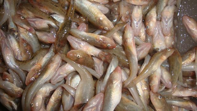 最常见的50种食用鱼，别再说你不认识，好好看看，你认识几种