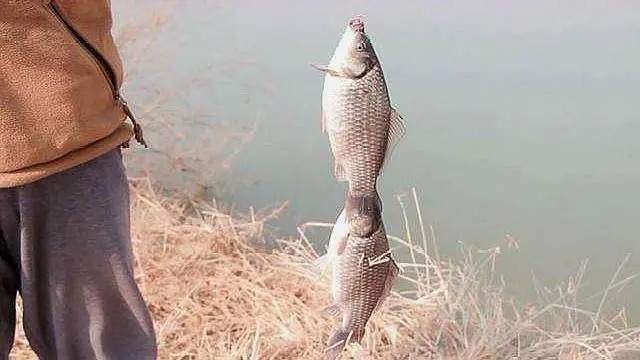 冬季天冷难上鱼?那是你没试过这3大招式,每次钓完都很过瘾