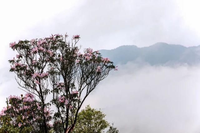 每年都掀起打卡热潮！新兴这里成片云锦杜鹃花怒放了，赶紧约起！