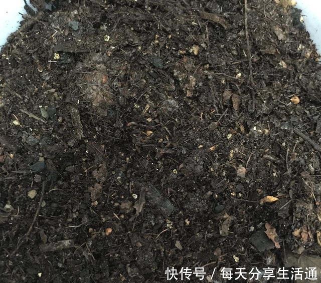 春季养吊兰,不必换盆,只用1个“方法”,叶子宽又绿,长爆盆!