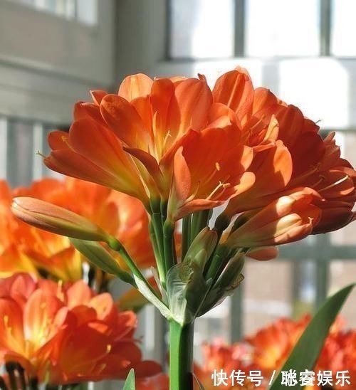 秋天|养君子兰就像“种白菜”狂长叶不开花,3个解密,开花几十年