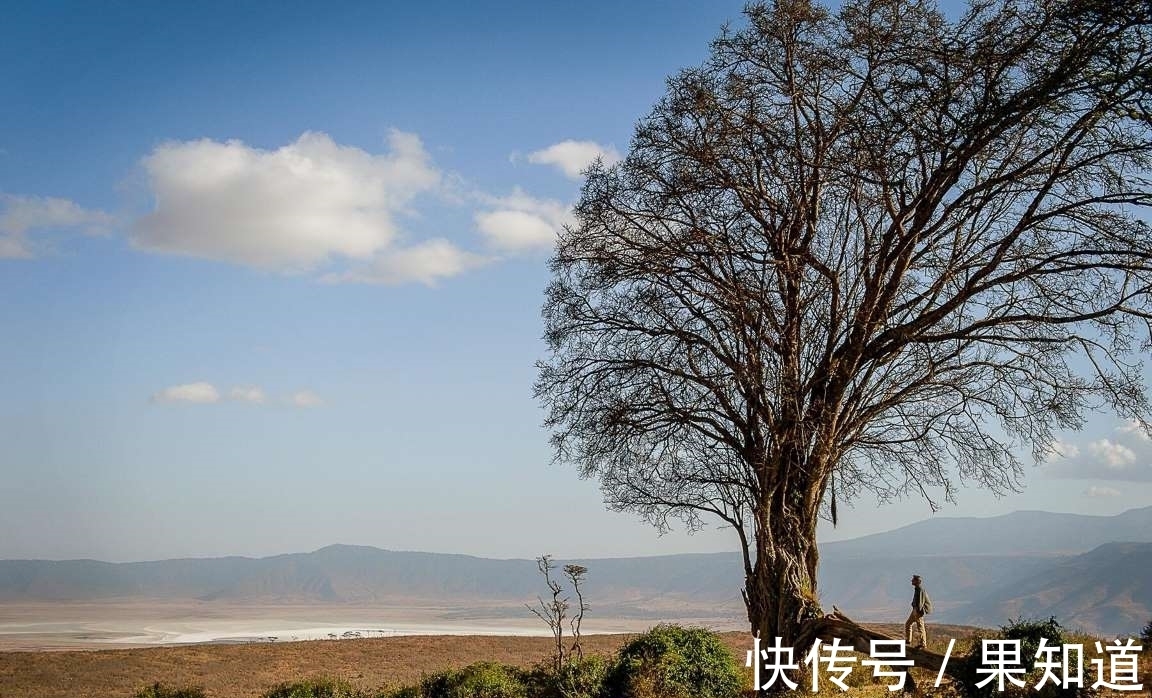 树皮|云旅行：全球这些奇特的树木将给您带来片刻的宁静，一起看看吧！