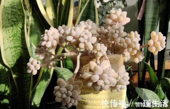 什么是“控养”?少浇水就是控养?大错特错,控养指的是整体