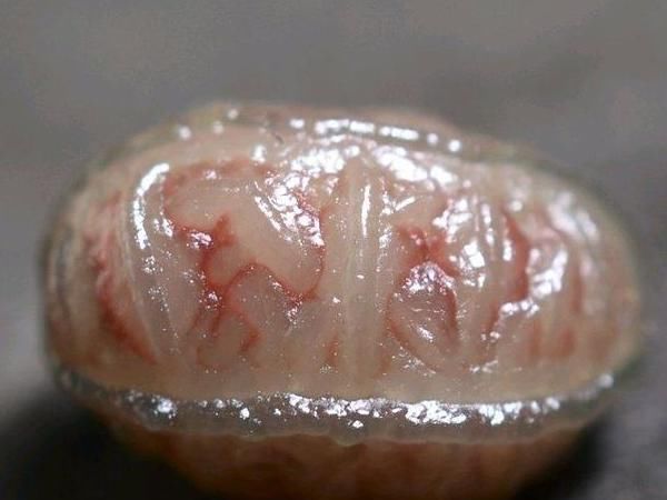 小石头|这种看起来肉肉的小石头异常珍贵,一颗就有可能换回一辆小轿车