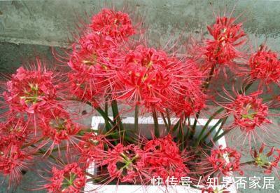 一种花不吉利,只敢看不敢养,又美又凄凉