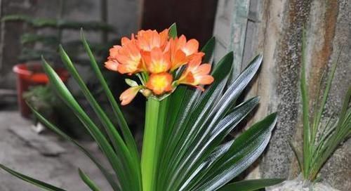 植物|养花养叶先养根掌握4个'壮根'小窍门，啥植物都能越养越好