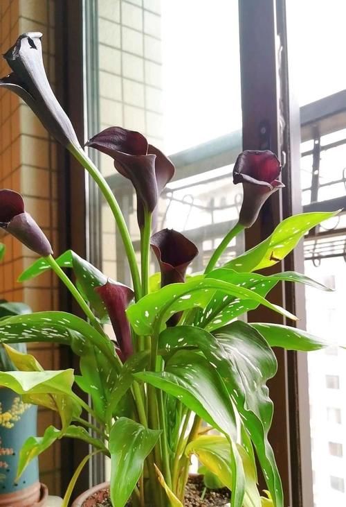 特好看特好养,又浇不死的花,你知道几种?