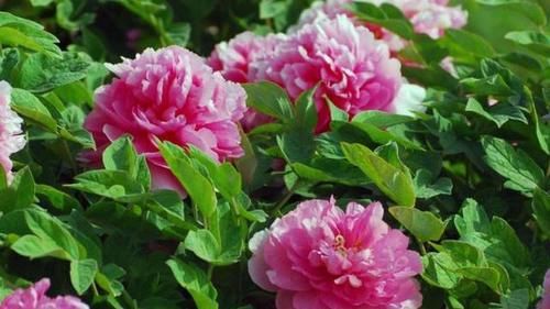 如何养护牡丹花？