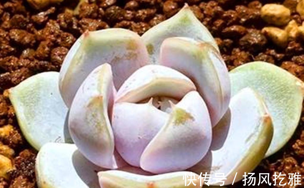 橙梦露|如何打造甜蜜色多肉?选对品种,养出糖心就是了,很少有人不喜欢