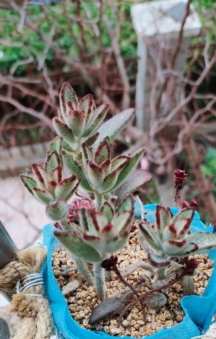 爱自己、爱家人、爱生活、爱多肉,因为有爱我便无惧风浪!