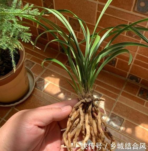 养花干货第五期,兰花根系有个抽水机,一般人不知道,保护好