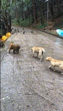 |搞笑GIF:鱼:只要功夫深,迟早有一天我会逃出去的