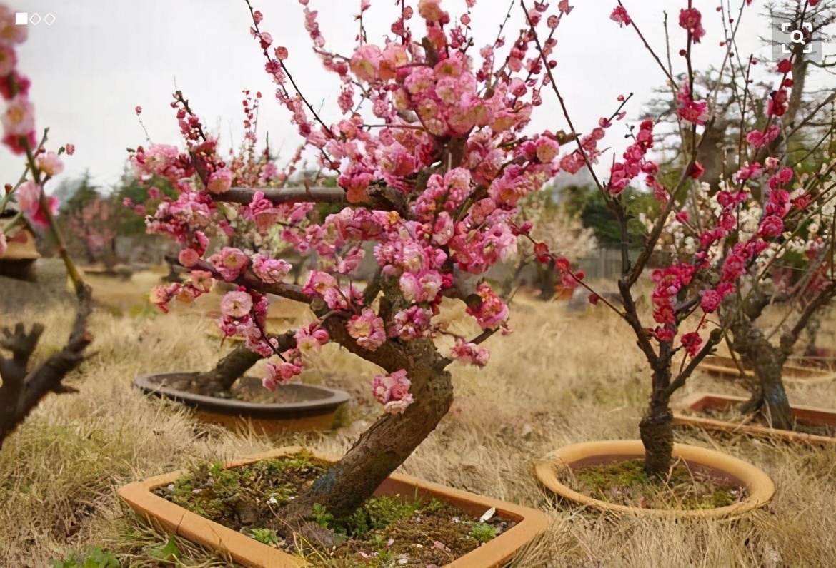 菊花|5种“吉祥花”，古代人也喜欢养，寓意好又富贵，日子越过越舒心