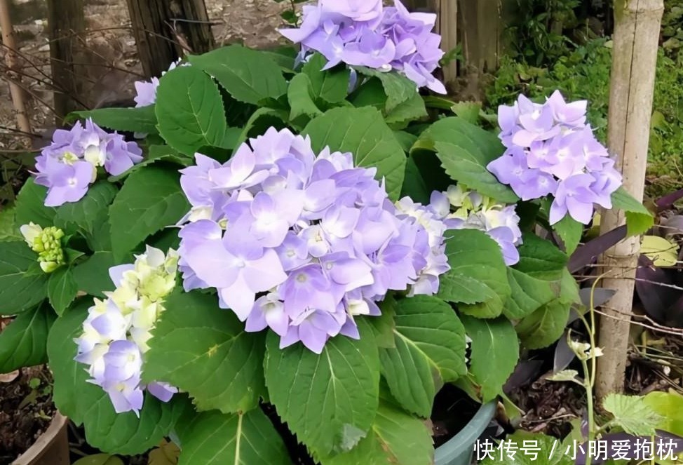 威胁|天热养花，怕度夏难，盆栽切记4点，高温造不成威胁