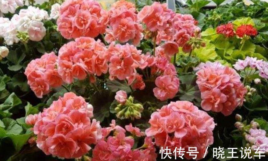 蟹爪兰|适合冬天养的8种漂亮花，被称作“开花机器”，好养好美易爆盆