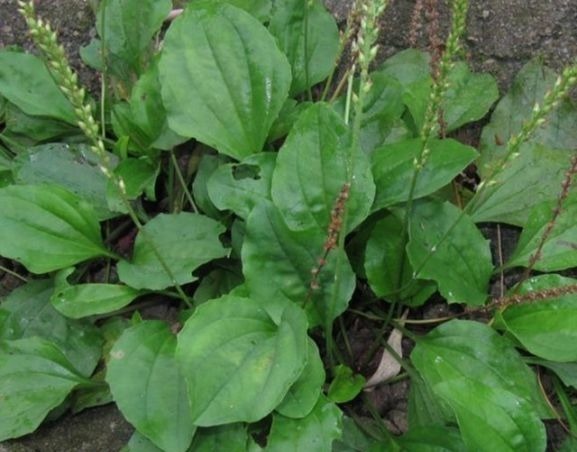 尿酸过高|车前草有妙用，治疗关节炎只是其一，中老年犯的大病小病全靠它