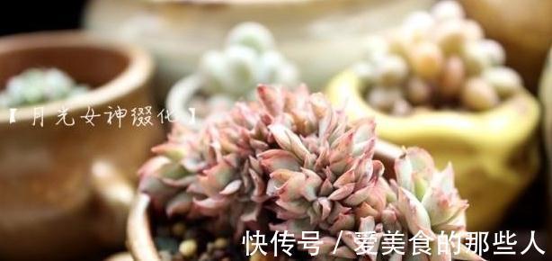 多肉叶片长黑色斑点后应该怎么办