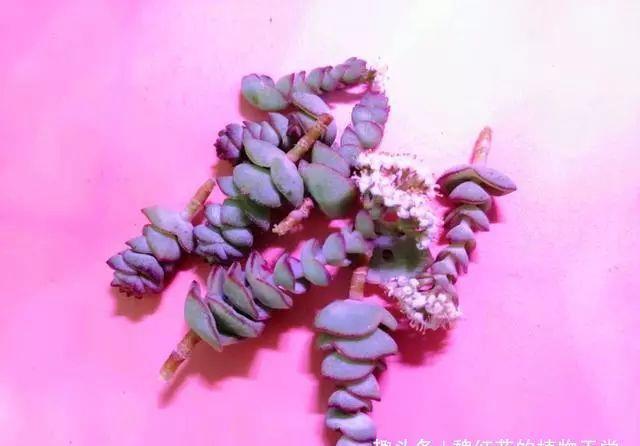 钱串开花,不好看就算了,味道还很难闻,还是剪了吧