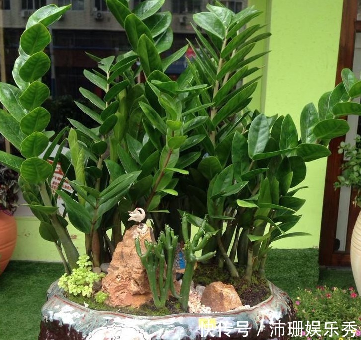 不知道金钱树有3怕2喜,只会越养越差,枝叶稀疏、不长新芽