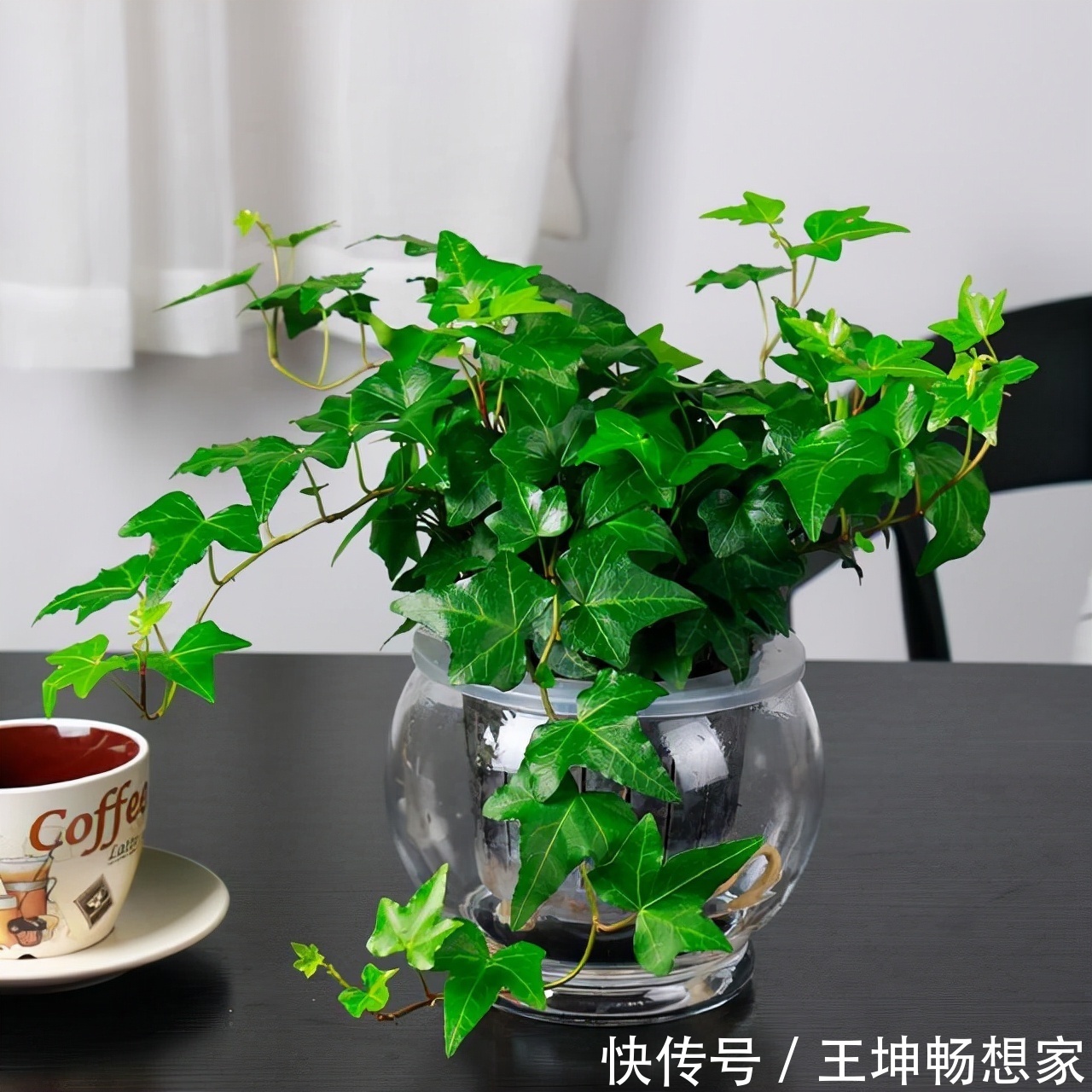 净化|10种健康花,适合养客厅,吉祥有品味,关键个个都是净化高手