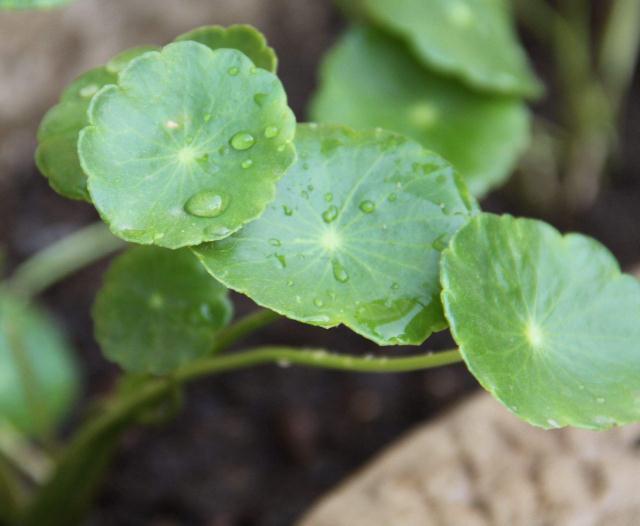 铜钱草|阳台养铜钱草,吃点“天然氮肥”,一分钱不花,变成“大荷叶”