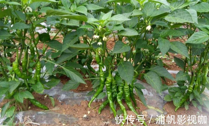 大棚|青椒净化血液、提高免疫力，农民掌握种植要点，收获高产的青椒