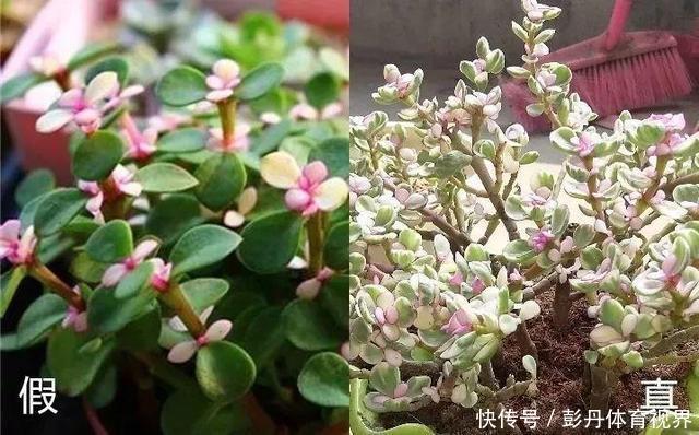 花市这6种花，白送都别要，就算买了也养不活！
