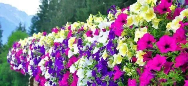 太阳花|适合6月扦插的“3种花”,生根快,长得快,30天开出满盆花